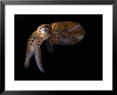 Dwarf Cuttlefish, Sepiola Species, It Has An Internal Shell, Derawan Island, Borneo, Indonesia by Darlyne A. Murawski Pricing Limited Edition Print image