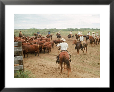 Cowboys On The King Ranch Move Santa Gertrudis Cattle From The Roundup Area Into The Working Pens by Ralph Crane Pricing Limited Edition Print image