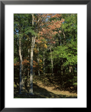 Woods In Autumn, Hudson Valley, New York State, Usa by Nedra Westwater Pricing Limited Edition Print image