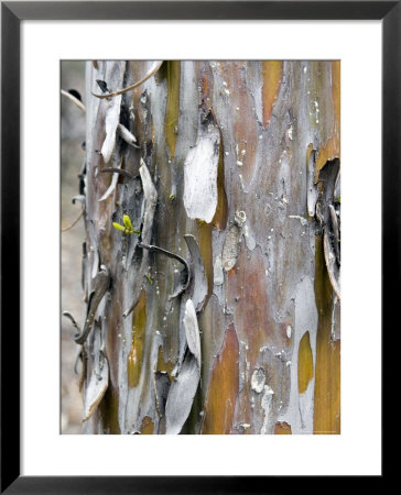 Texture And Patterns In Tree Near Sedona, Arizona, Usa by Diane Johnson Pricing Limited Edition Print image