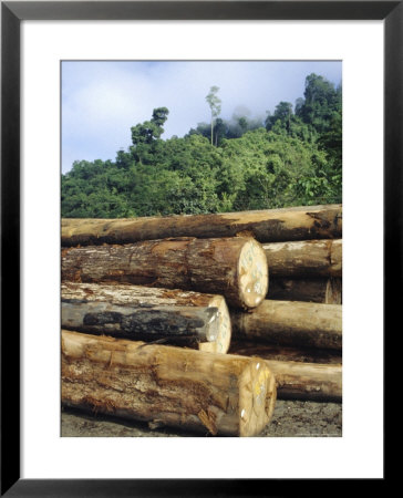 Logging In The Rain Forest, Island Of Borneo, Malaysia by Anthony Waltham Pricing Limited Edition Print image