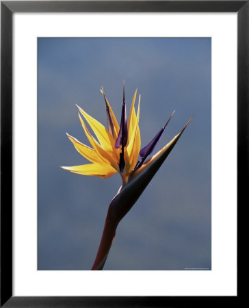 Bird Of Paradise Flower (Strelitzia Reginae), Cape Town, South Africa, Africa by James Hager Pricing Limited Edition Print image