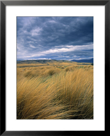Tussock Landscape, Southland, New Zealand by Jon Arnold Pricing Limited Edition Print image