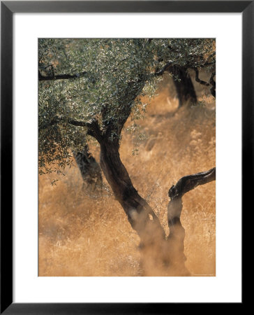 Olive Tree, Turkey by Jon Arnold Pricing Limited Edition Print image