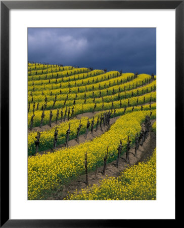 Springtime Mustard Blooms, Carneros Ava., Napa Valley, California by Karen Muschenetz Pricing Limited Edition Print image
