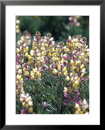 Spring Lupine, Painted Hills National Monument, Oregon, Usa by Terry Eggers Pricing Limited Edition Print image