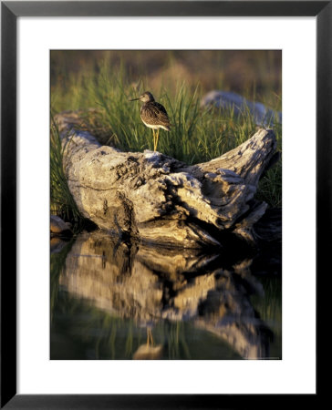 Lesser Yellowlegs In Wetlands, Potter Marsh, Alaska, Usa by Paul Souders Pricing Limited Edition Print image