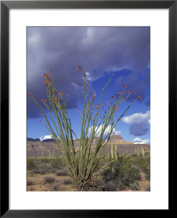 Flowering Ocotillo With Saguaro, Organ Pipe Cactus National Monument, Arizona, Usa by Jamie & Judy Wild Pricing Limited Edition Print image