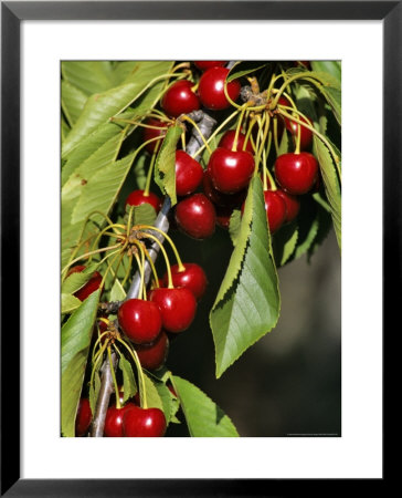 Flathead Cherries In Polson, Montana, Usa by Chuck Haney Pricing Limited Edition Print image
