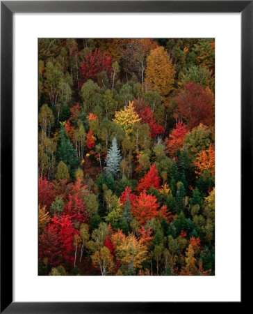 Fall Colours Of The Forest, Lubec, Maine, Usa by Jim Wark Pricing Limited Edition Print image