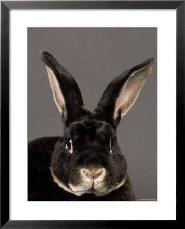Rex Rabbit At The Sunset Zoo, Kansas by Joel Sartore Pricing Limited Edition Print image