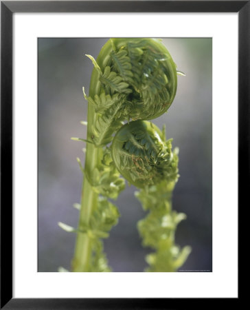 Close View Of Fern Fiddleheads by Darlyne A. Murawski Pricing Limited Edition Print image