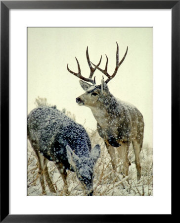 Mule Deer Buck Watches Over His Doe, Yellowstone National Park, Wyoming by Michael S. Quinton Pricing Limited Edition Print image