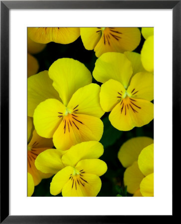 Close-Up Of Pansies Flowers, Belmont, Massachusetts, Usa by Darlyne A. Murawski Pricing Limited Edition Print image