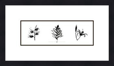 X-Ray Foxglove Triptych by Bert Meyers Pricing Limited Edition Print image