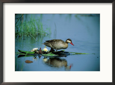 A Red-Billed Teal, Also Called Red-Billed Pintail, Forages In A Pool by Beverly Joubert Pricing Limited Edition Print image