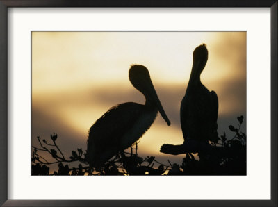 Pelicans Silhouetted At Sunset by Bill Curtsinger Pricing Limited Edition Print image