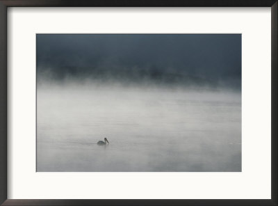 Pelican Swimming In Steamy Yellowstone River by Norbert Rosing Pricing Limited Edition Print image