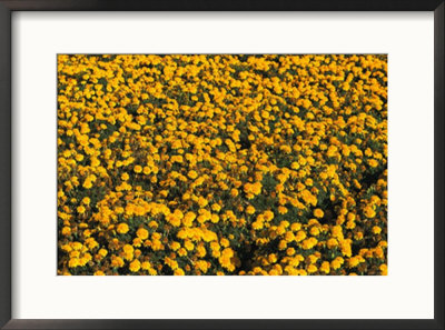 Marigolds In Bloom On A Commercial Flower Farm by Marc Moritsch Pricing Limited Edition Print image