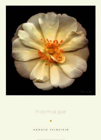 Homage by Harold Feinstein Pricing Limited Edition Print image