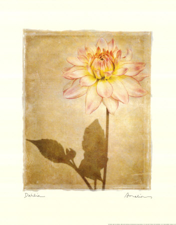 Dahlia by Amy Melious Pricing Limited Edition Print image