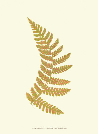 Lowes Fern Vi by Edward Lowe Pricing Limited Edition Print image