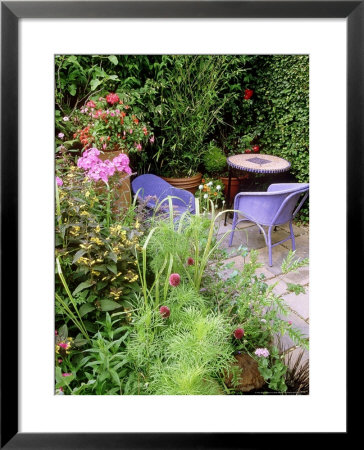 Papaver Somniferum Pink Peony (Opium Poppy), Bright Pink Flowers And Blue Green Seedheads by Mark Bolton Pricing Limited Edition Print image
