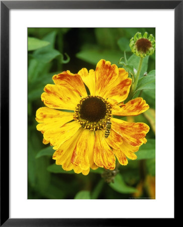Helenium, Waldtraut (Helens Flower), Flower With Yellow Petals Diffused With Red, Bee Feeding by Mark Bolton Pricing Limited Edition Print image