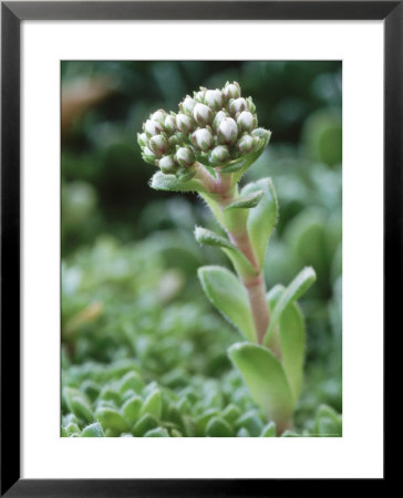 Crassula Milfordiae, Close-Up Of White Flower Buds Atop A Succulent Stem by Chris Burrows Pricing Limited Edition Print image