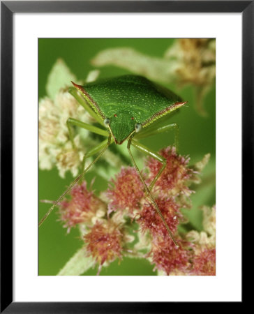 Green Stink Bug, Acrosternum Hilare, On Deer Tongue Flower Florida, Usa by Brian Kenney Pricing Limited Edition Print image
