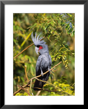 Black Palm Cockatoo, Crest Erect, Zoo Animal by Stan Osolinski Pricing Limited Edition Print image