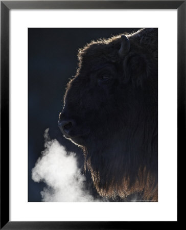 European Bison, Close-Up Portrait Of Adult Female Showing Backlit Breath (Captive), Scotland by Mark Hamblin Pricing Limited Edition Print image