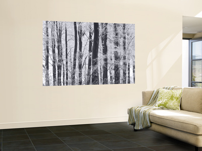 Winter Trees And Frost, Gloucestershire, Uk by Peter Adams Pricing Limited Edition Print image