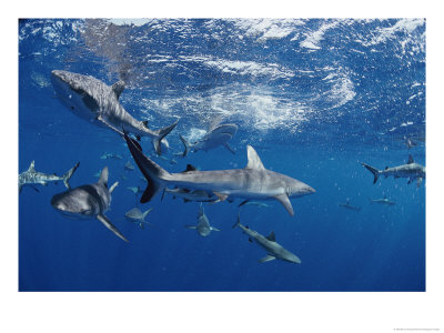 A School Of Gray Reef Sharks Swim In Different Directions by Bill Curtsinger Pricing Limited Edition Print image