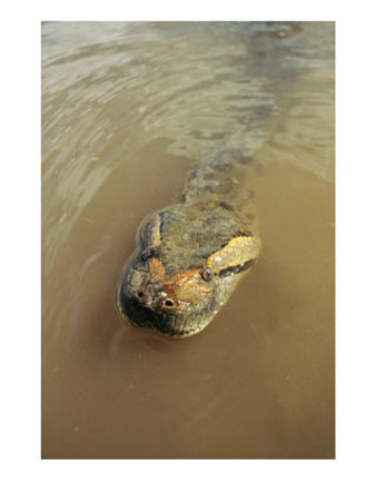 Close View Of The Head Of An Anaconda Swimming In A River by Ed George Pricing Limited Edition Print image