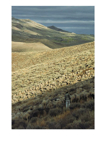 Sheep Herder With Flock In The Great Basins Northern Valley by Annie Griffiths Belt Pricing Limited Edition Print image