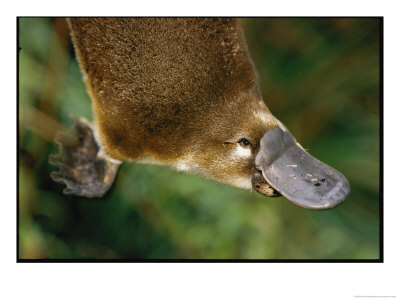 An Elevated View Of A Platypus Featuring Its Bill by Nicole Duplaix Pricing Limited Edition Print image
