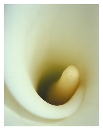 Close-Up Of Calla Lily by Steven Baratz Pricing Limited Edition Print image
