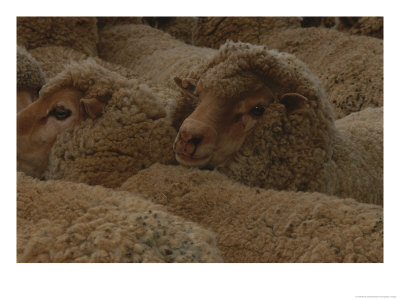 A Group Of Sheep Wait To Be Shorn by Nicole Duplaix Pricing Limited Edition Print image