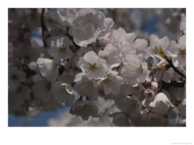 Close View Of A Burst Of White And Pink Cherry Blossoms by Stephen St. John Pricing Limited Edition Print image