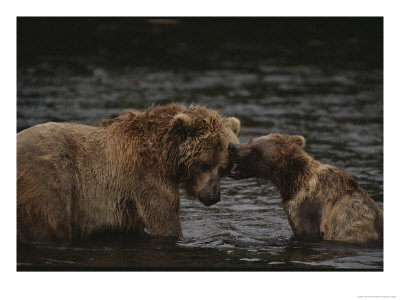 Two Grizzly Bears Tussle Playfully In The Shallows Of Knight Inlet by Joel Sartore Pricing Limited Edition Print image