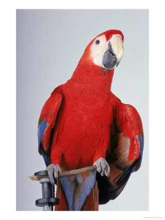 Scarlet Macaw by Dan Gair Pricing Limited Edition Print image