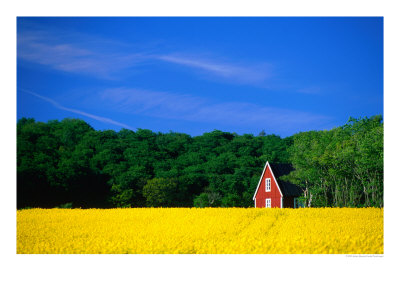 Rape Field, Red House And Forest, Kullaberg Skane, Kullaberg, Skane, Sweden by Anders Blomqvist Pricing Limited Edition Print image
