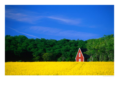 Rape Field, Red House And Forest, Kullaberg Skane, Kullaberg, Skane, Sweden by Anders Blomqvist Pricing Limited Edition Print image