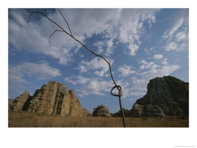 A Knotted Branch Grows In Front Of A Vast Sky And Rock Formations by Michael Melford Pricing Limited Edition Print image