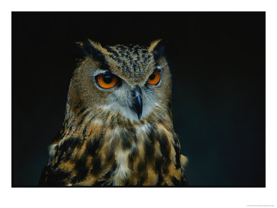 African Eagle Owl by Joel Sartore Pricing Limited Edition Print image