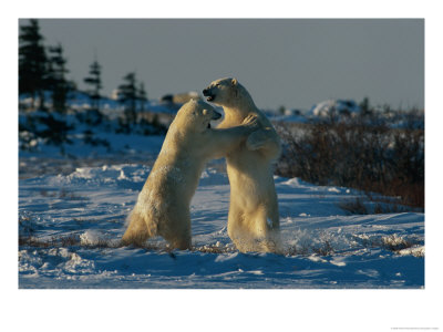 A Pair Of Polar Bears (Ursus Maritimus) Wrestle One Another by Norbert Rosing Pricing Limited Edition Print image