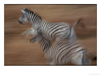 Panned View Of Running Zebras by Michael Nichols Pricing Limited Edition Print image