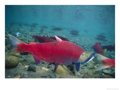 Red Salmon Swimming by Paul Nicklen Pricing Limited Edition Print image