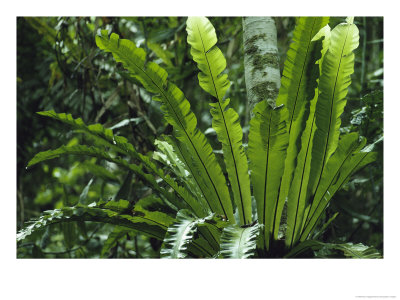 Close View Of A Fern Growing On A Tree Trunk by Klaus Nigge Pricing Limited Edition Print image